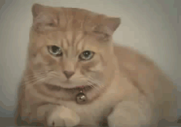 49901_bbb738dbe311d5bfe9871247e568eea6.gif